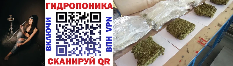 Канабис OG Kush  Светогорск 